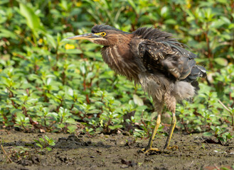 Green Heron by Creek in Morning Light, Spring, Fishers, Indiana