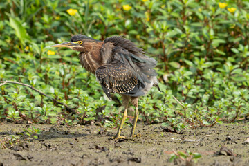 Green Heron by Creek in Morning Light, Spring, Fishers, Indiana