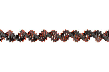 Scientifically accurate right-handed DNA double helix structure. 3D rendered molecular model with...