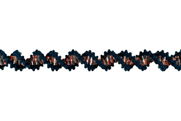 Scientifically accurate right-handed DNA double helix structure. 3D rendered molecular model, dark blue backbone and white base pairs isolated on transparent background.