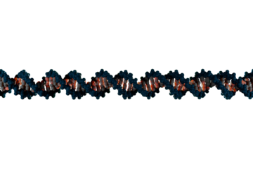 Scientifically accurate right-handed DNA double helix structure. 3D rendered molecular model, dark blue backbone and white base pairs isolated on transparent background.