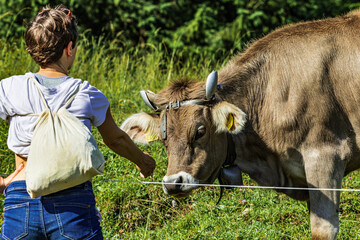 Brown Swiss cow with traditional bell affectionately interacting with a person on a sunny day in an...