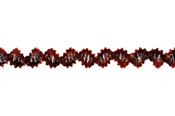 Scientifically accurate right-handed DNA double helix structure. 3D rendered molecular model with realistic base pair spacing, red backbone and white base pairs isolated on transparent background.