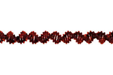 Scientifically accurate right-handed DNA double helix structure. 3D rendered molecular model with realistic base pair spacing, red backbone and red base pairs isolated on transparent background.