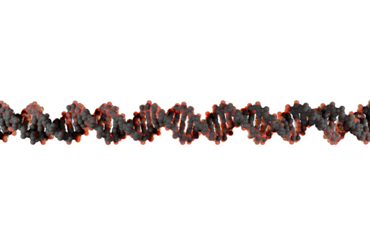 Scientifically accurate right-handed DNA double helix structure. 3D rendered molecular model with realistic base pair spacing, white backbone and white base pairs isolated on transparent background.