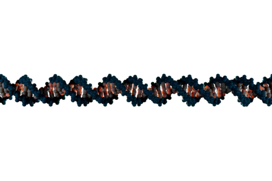 Scientifically accurate right-handed DNA double helix structure. 3D rendered molecular model, dark blue backbone and white base pairs isolated on transparent background. - Powered by Adobe