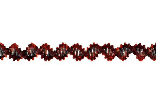 Scientifically accurate right-handed DNA double helix structure. 3D rendered molecular model with realistic base pair spacing, red backbone and white base pairs isolated on transparent background.