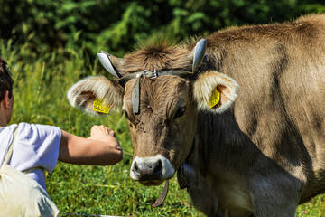 Brown Swiss cow with traditional bell affectionately interacting with a person on a sunny day in an...