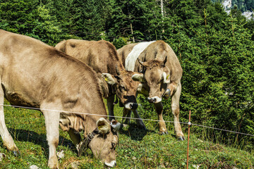 Group of brown Swiss cows with traditional bells grazing on a green alpine pasture near Seealpsee...