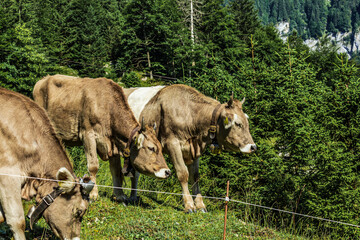 Group of brown Swiss cows with traditional bells grazing on a green alpine pasture near Seealpsee...