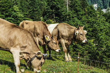 Group of brown Swiss cows with traditional bells grazing on a green alpine pasture near Seealpsee...