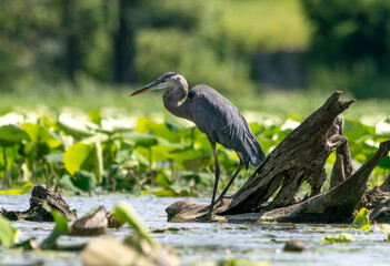 Naklejka premium Great Blue Heron standing in a local lake fishing in early morning light. Spring, Fishers, Indiana. 