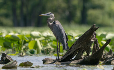 Great Blue Heron standing in a local lake fishing in early morning light. Spring, Fishers, Indiana. 