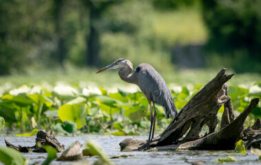 Great Blue Heron standing in a local lake fishing in early morning light. Spring, Fishers, Indiana. 