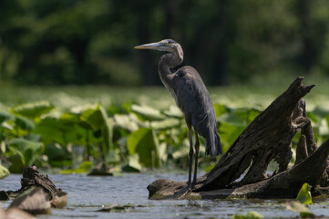Great Blue Heron standing in a local lake fishing in early morning light. Spring, Fishers, Indiana. 