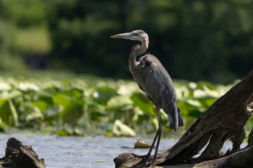 Great Blue Heron standing in a local lake fishing in early morning light. Spring, Fishers, Indiana. 