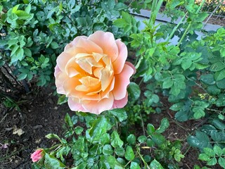 Close-up of Rosa 'Madame A. Meilland', also known as Peace Rose, with creamy yellow petals edged in...