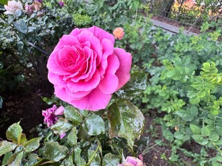 A vibrant close-up of a pink rose (Rosa × damascena), showcasing its lush petals and green foliage...