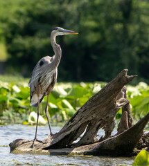 Great Blue Heron standing in a local lake fishing in early morning light. Spring, Fishers, Indiana. 
