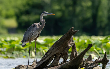 Great Blue Heron standing in a local lake fishing in early morning light. Spring, Fishers, Indiana. 