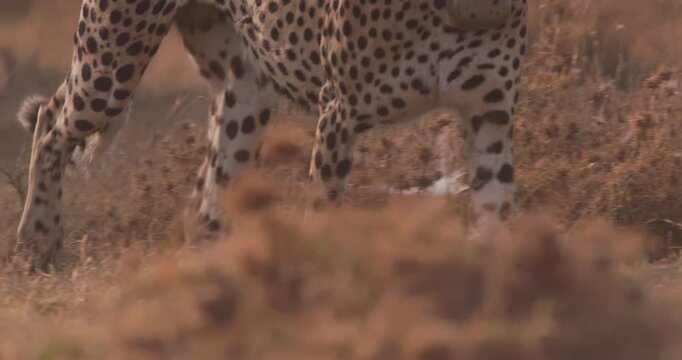 Close-up of cheetah (Acinonyx jubatus) feet walking in dry grass in savannah in morning in Kenya