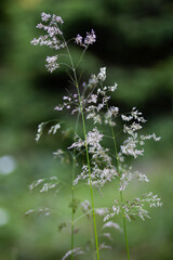 wild flowers in the field, wild flowers in the field