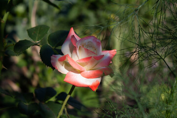 pink rose bud, pink rose in the garden