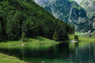 Dense green pine forest on a hillside next to a calm alpine lake in Switzerland, with mountains in...