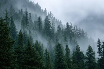 Moody forest with dense fog rolling between tall pine trees.