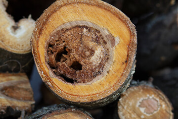 pile of logs, pile of firewood