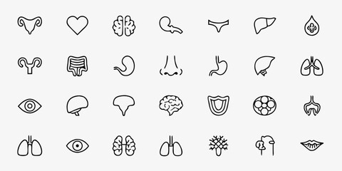 Human Organs Icon Bundle &ndash; Minimalist Line Art Heart, Lungs, Brain, Liver, Kidneys, Digestive System, Reproductive Organs, and Glands &ndash; Medical & Educational Vector Icons