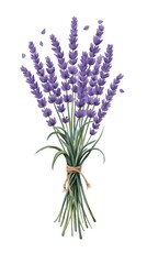 Naklejka premium lavender flowers on white background