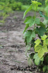 Blackcurrant seedling growing in the fields