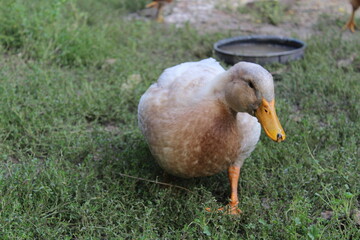 Duckling Close-Up Portrait of a Young Duck in Natural Setting