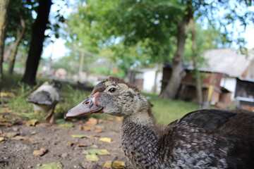 Duckling Close-Up Portrait of a Young Duck in Natural Setting