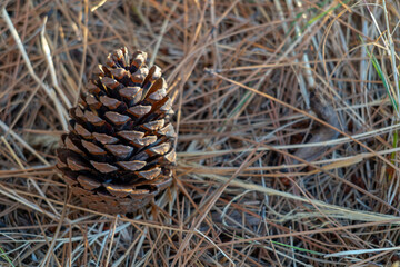 Brown Pine Cone Resting Among Dry Pine Needles in a Natural Forest Setting