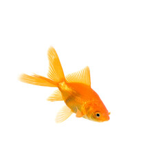 Aquarium fish isolated on white