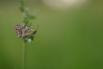 una farfalla melitaea al tramonto
