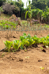 Cultivo emergiendo de la tierra fértil bajo el sol de Guatemala