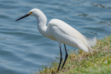 White Egret Sitting Bank of Lake Waiting for Prey, Summer, South Texas.