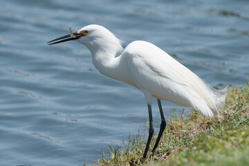 White Egret Sitting Bank of Lake Waiting for Prey, Summer, South Texas.