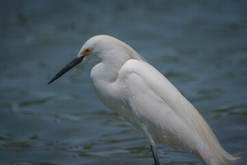 White Egret Sitting Bank of Lake Waiting for Prey, Summer, South Texas.