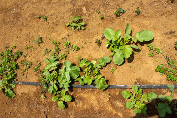 Plantas emergiendo bajo la tierra bajo el sol de Guatemala