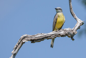 Western Kingbird Perched on a Tree in the Summer Sun, Southwest Texas
