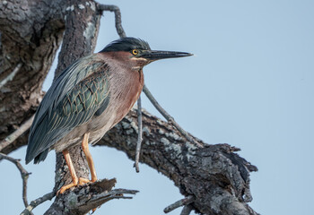 Little Green Heron Sitting in a Tree, South Texas in Summer. 
