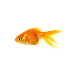 Aquarium fish isolated on white