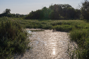 Lush green wetland landscape with dense reed beds, shallow water with floating vegetation, and surrounding forest in summer daylight. Peaceful and untouched marsh habitat.