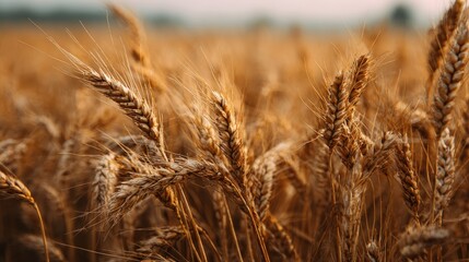 Fototapeta premium Isolated Wheat Field Against a Clear Sky, Showcasing Agricultural Beauty and the Essence of Dry Cereal Crops