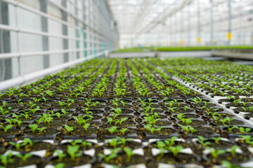 Many young seedlings sit in trays inside a bright and spacious greenhouse. The rows of plants...