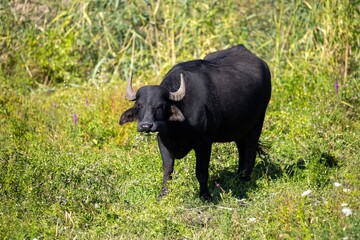 asiatic buffalo in its environment